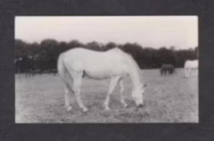 Soest Rusthuis Paarden Senator Rijpaard uit Petten 1985., Ophalen of Verzenden, 1980 tot heden, Ongelopen, Utrecht