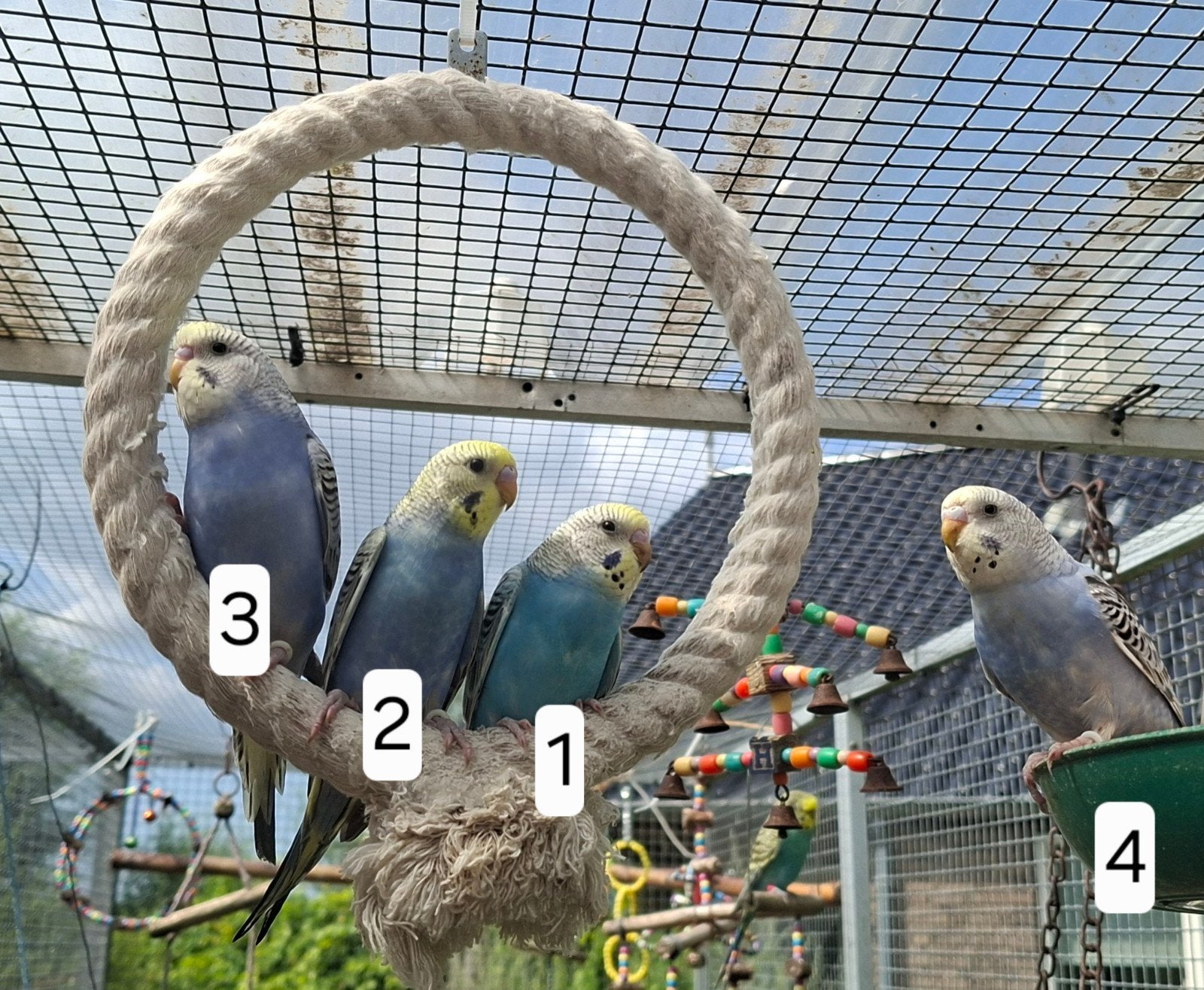 2 oudere en meerdere jonge grasparkieten, Dieren en Toebehoren, Vogels | Overige Vogels, Meerdere dieren