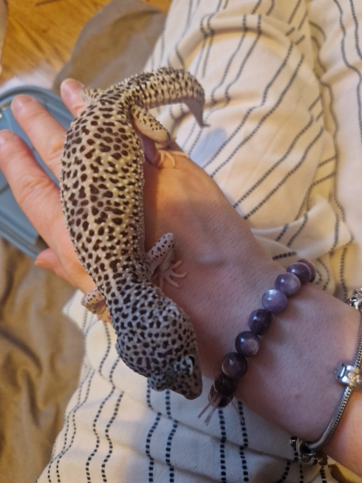 luipaardgekko Leopard Gecko photo 3