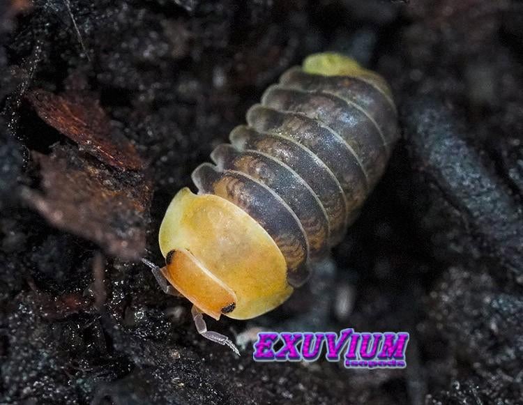 Cubaris sp. Helios isopods / pissebedden, Dieren en Toebehoren, Insecten en Spinnen, Overige soorten