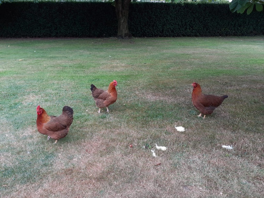 kippen, Dieren en Toebehoren, Pluimvee, Vrouwelijk, Kip