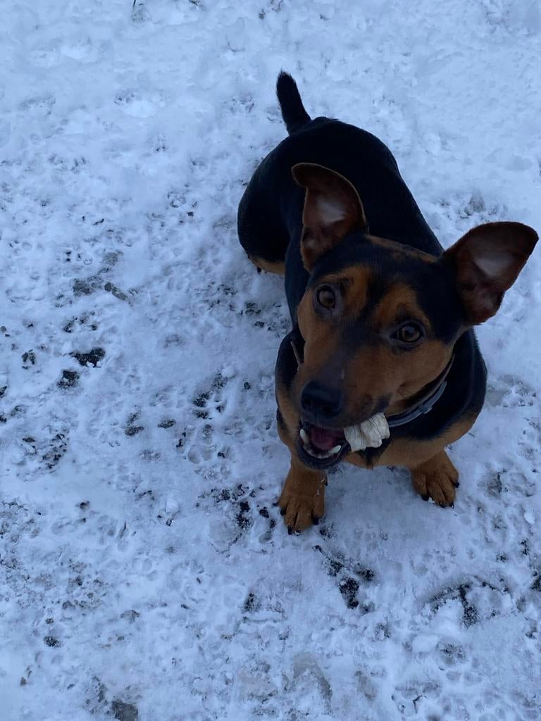 Jack Russel staat ter dekking en is patella vrij., Jack Russell Terriër, Reu, Eén hond, 3 tot 5 jaar
