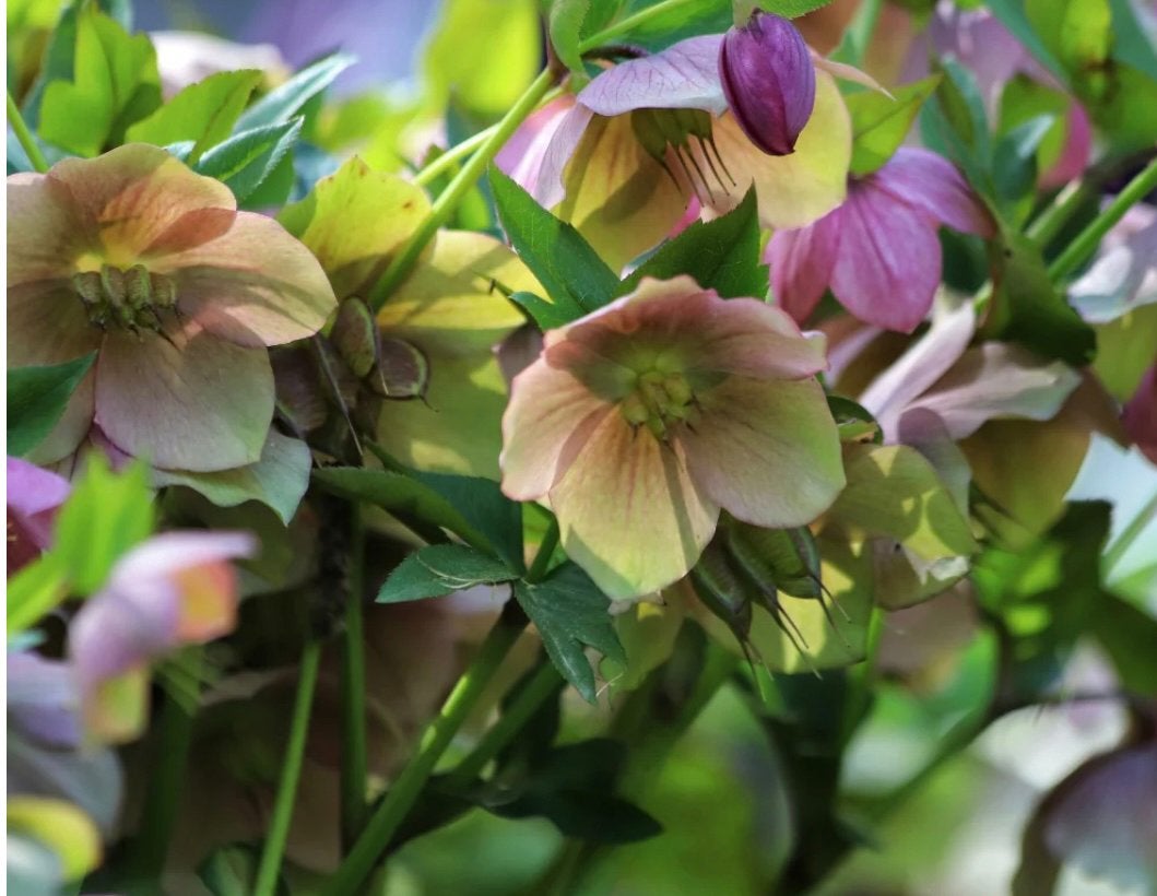Helleborus, kerstroos of lenteroos, Ophalen, Overige soorten, Halfschaduw