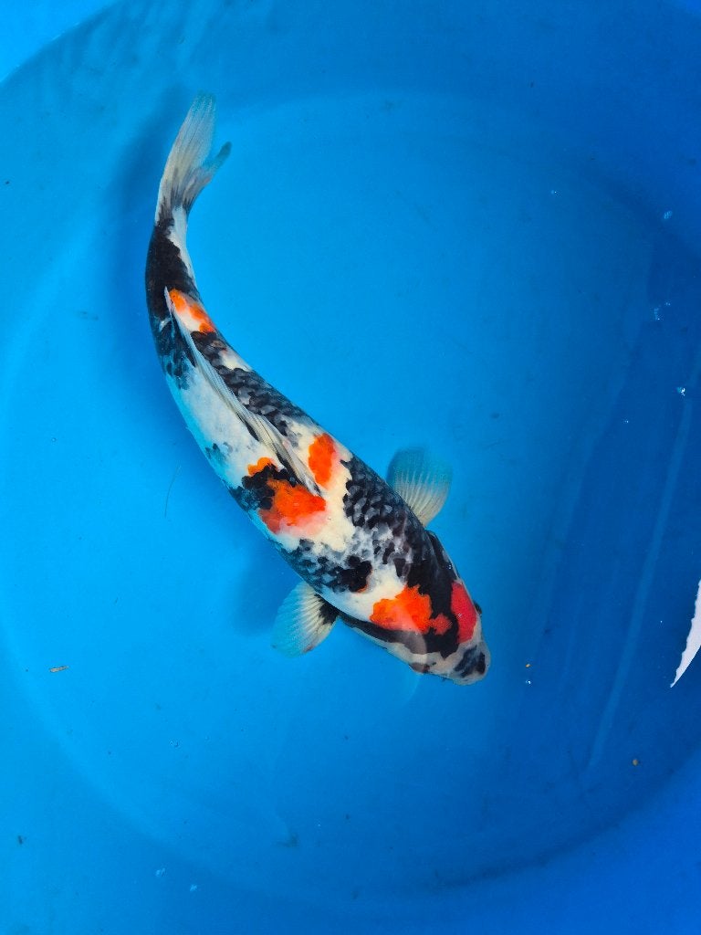 Mooie showa, Karper of Koi