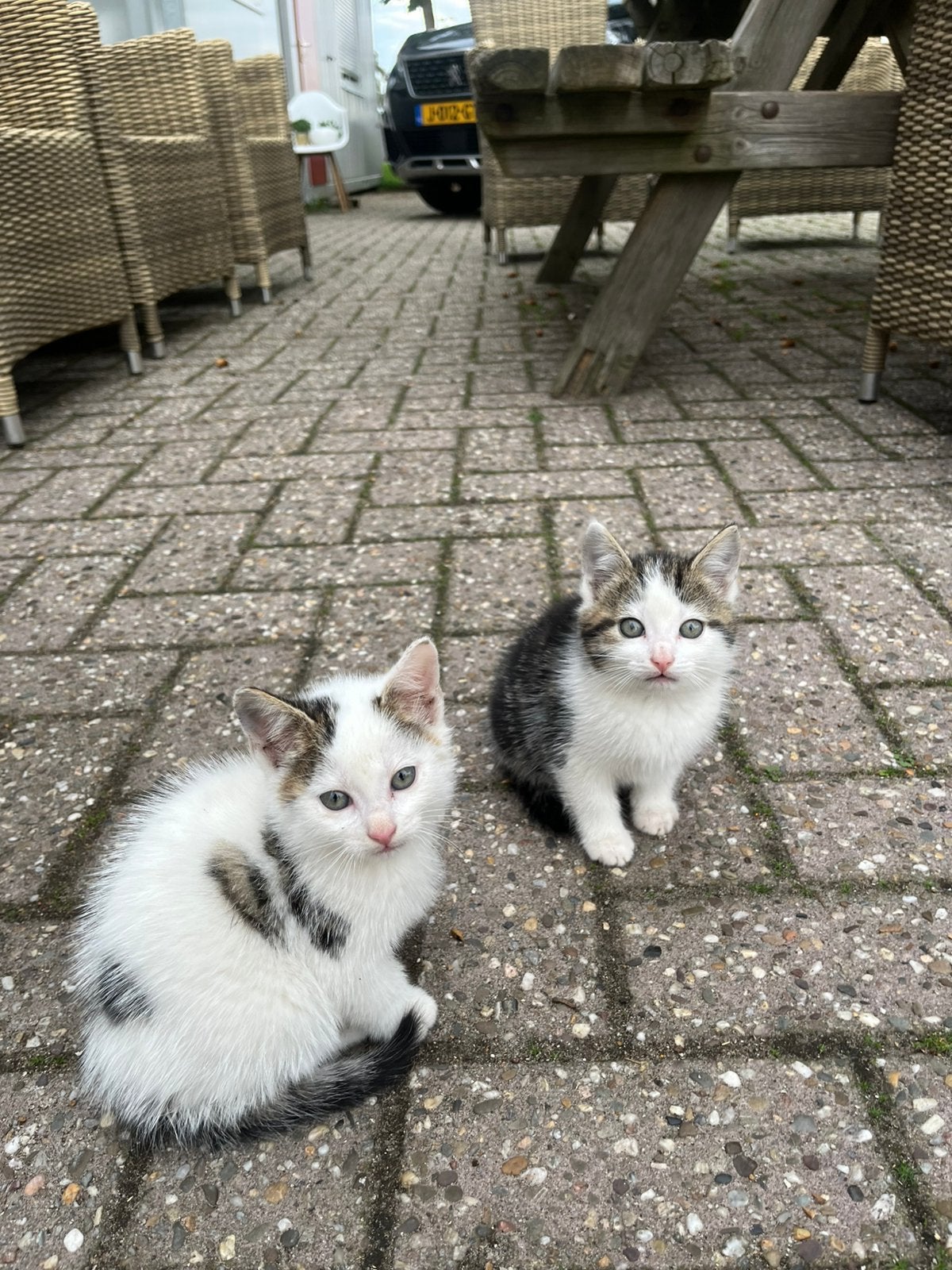 2 hele leuke tamme kittens, Dieren en Toebehoren, Meerdere dieren, Kortharig, 0 tot 2 jaar