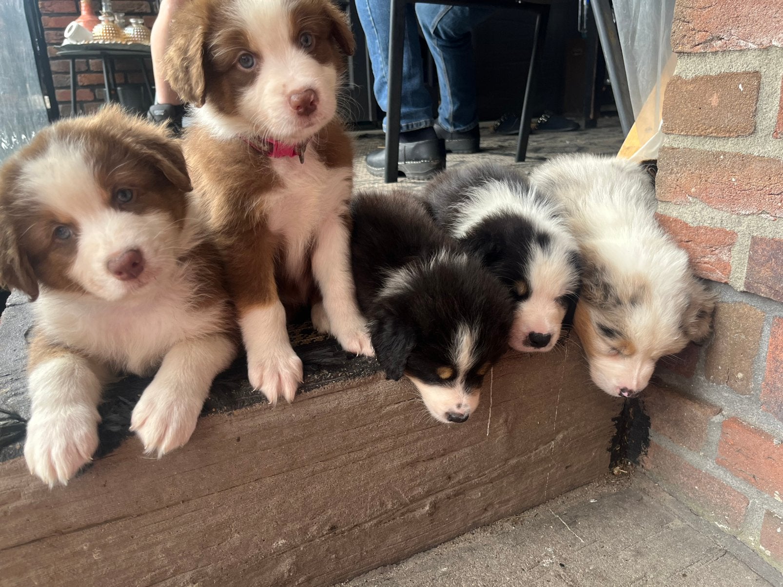 Australian shepherd pups, Dieren en Toebehoren, Honden | Niet-rashonden, Middel, Meerdere dieren, Particulier, Meerdere, Nederland