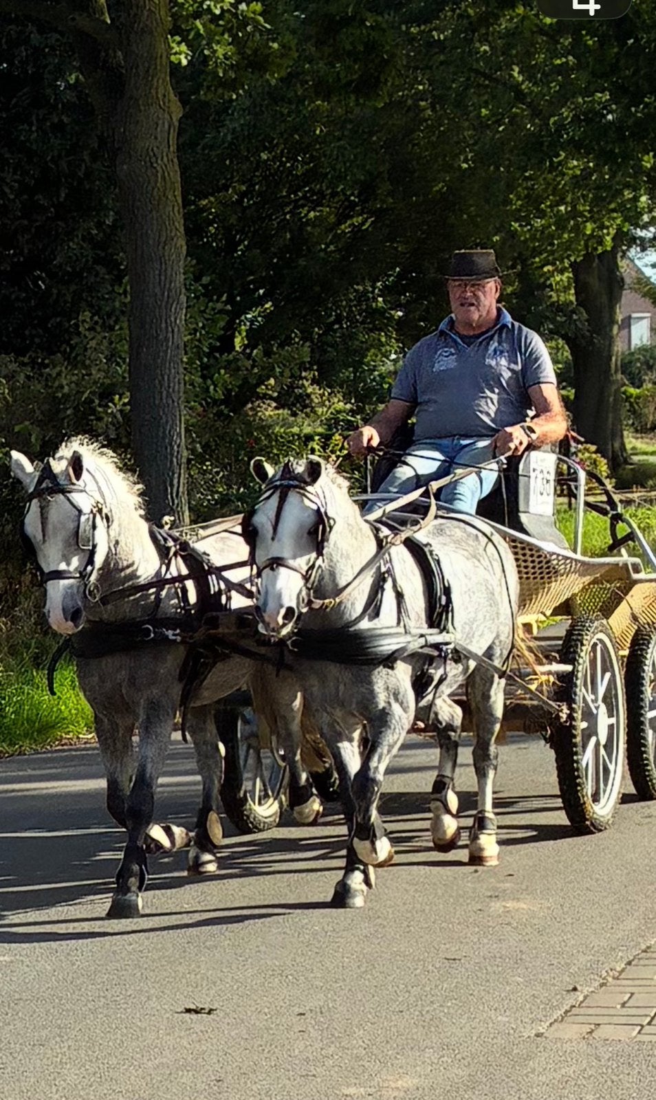 WelshA sport pony’s, Dieren en Toebehoren, Ruin, A pony (tot 1.17m), 3 tot 6 jaar