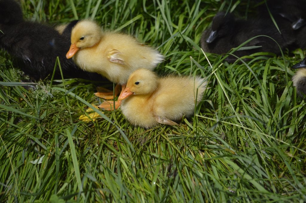 7 Mooie tamme Indische Loopeenden kuikens, Dieren en Toebehoren, Meerdere dieren, Eend