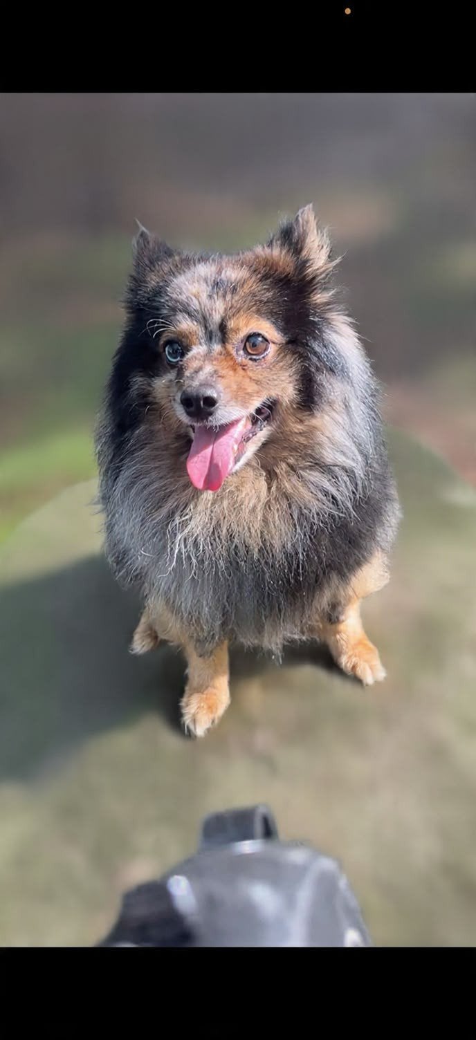 mooi klein pomeriaan keeshondje dekreu, Dieren en Toebehoren, Keeshond, Reu, Eén hond, CDV (hondenziekte)