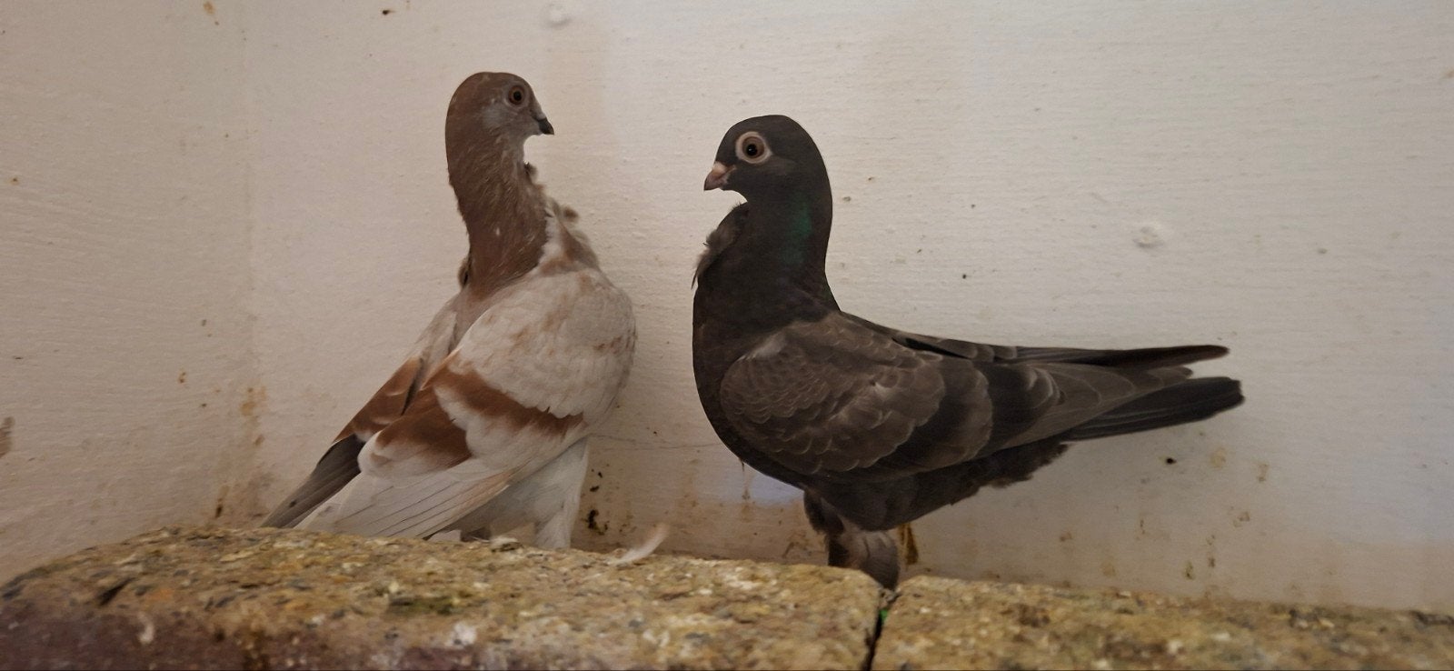 te koop  figuritas meeuwen  duifjes, Dieren en Toebehoren, Meerdere dieren, Overige soorten