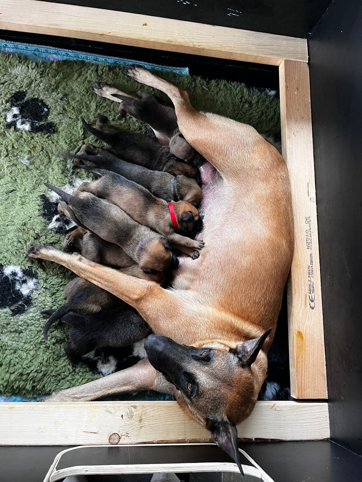 Mechelse herder pups, Dieren en Toebehoren, 8 tot 15 weken, CDV (hondenziekte), Meerdere, Meerdere dieren