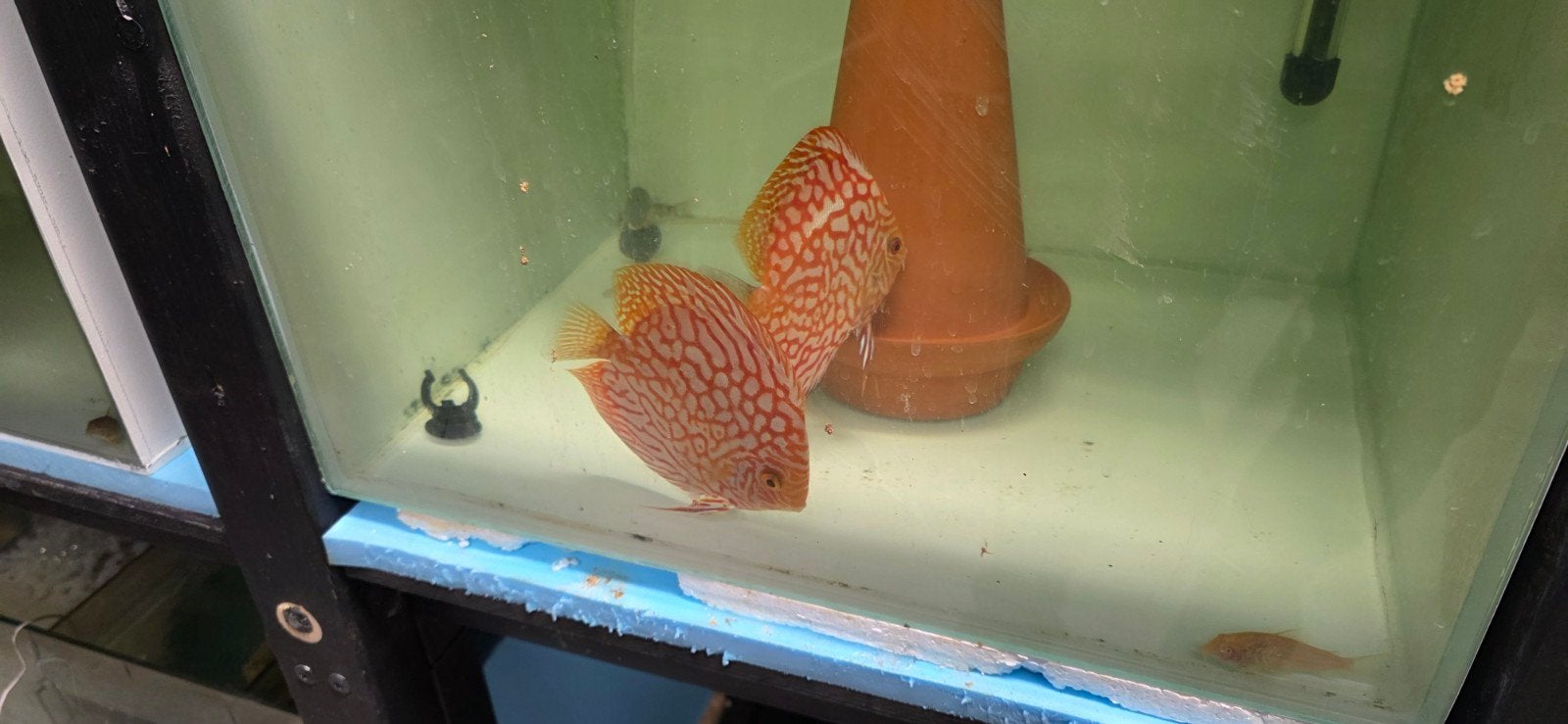discus