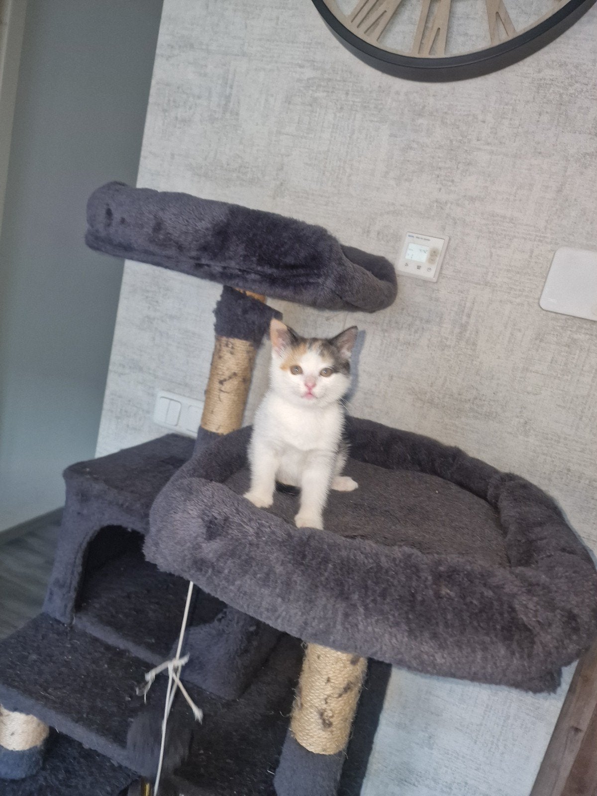 Superlieve en mooie lapjes kitten zoekt nieuw baasje, Dieren en Toebehoren, Katten en Kittens | Overige Katten, Poes, Kortharig