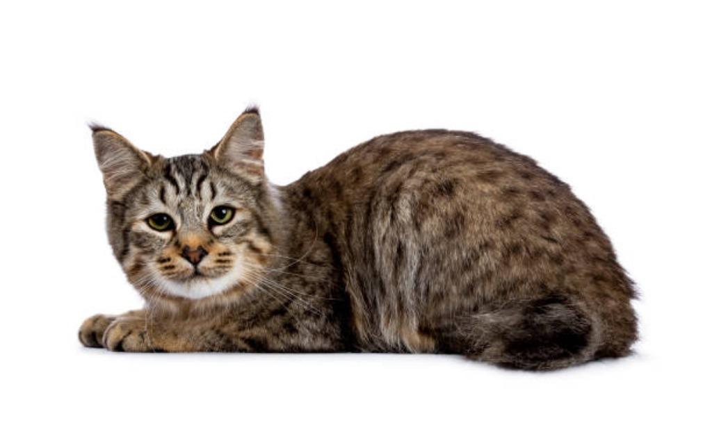 kattenoppas Enschede, Diensten en Vakmensen, Particuliere oppas