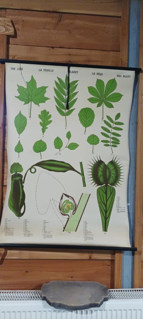 Vintage schoolplaat, Antiek en Kunst, Ophalen of Verzenden, Natuur en Biologie