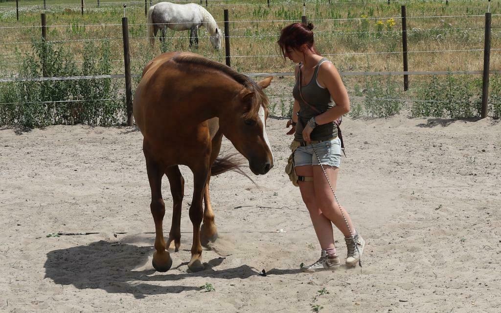 Inrijden/bijscholen en trainingen voor Pony's, Diensten en Vakmensen, Dieren | Paarden | Verzorging, Oppas en Les, Ruiter of Bijrijder