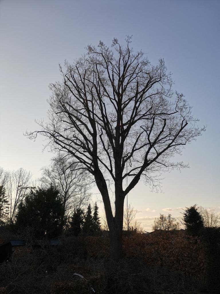 Boomverzorging, klimmen, boom snoeien/verwijderen/PLANTEN!