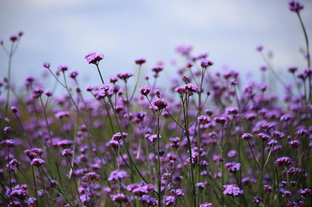 Zaden Verbena bonariensis - Ijzerhard, Ophalen of Verzenden, Voorjaar, Volle zon, Zaad