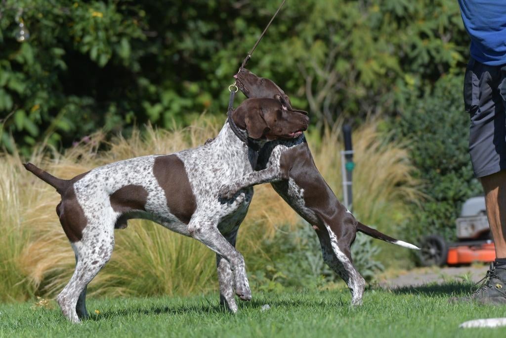 Dekreu duitse Staande korthaar dekreu , en pups, Reu, Parvo, Meerdere, 3 tot 5 jaar