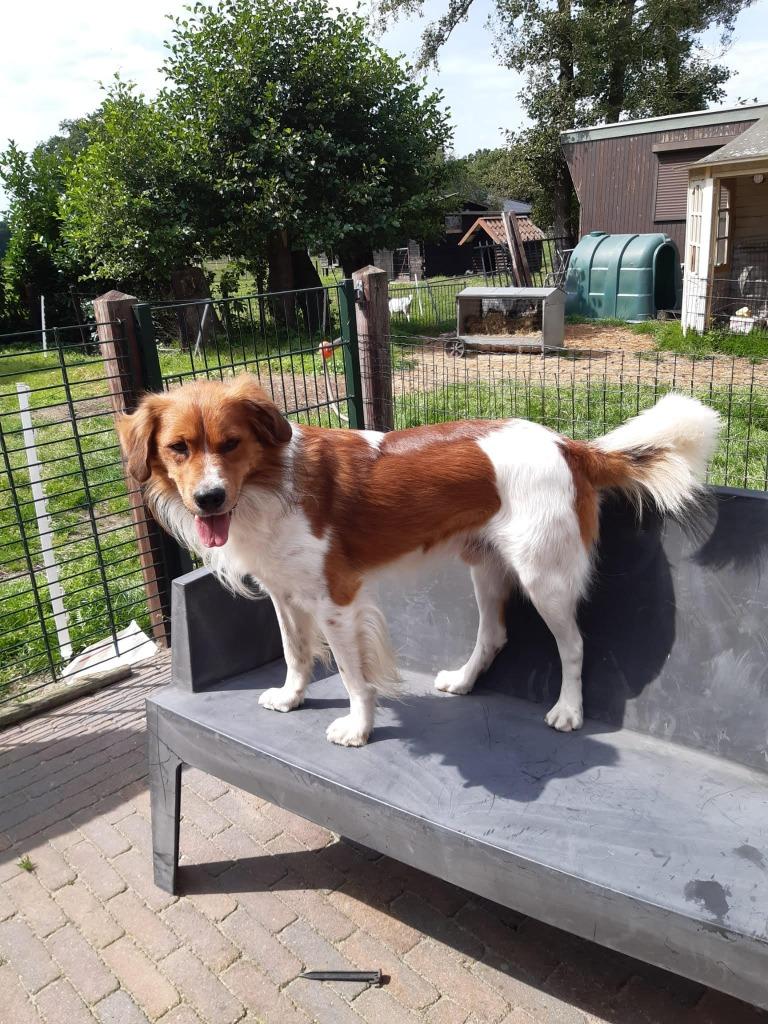 friese stabij dekreu, Reu, Parvo, Eén hond, 3 tot 5 jaar