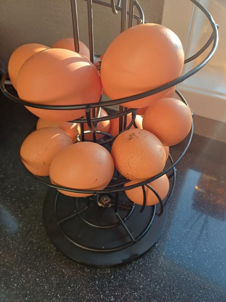 Broedeieren  Rhode Island red, Dieren en Toebehoren, Pluimvee, Geslacht onbekend, Kip