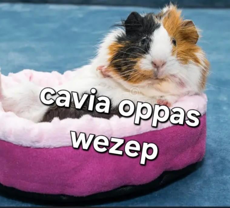 Vakantieoppas cavia, Dieren en Toebehoren, Knaagdieren, Meerdere dieren, Cavia, Februari