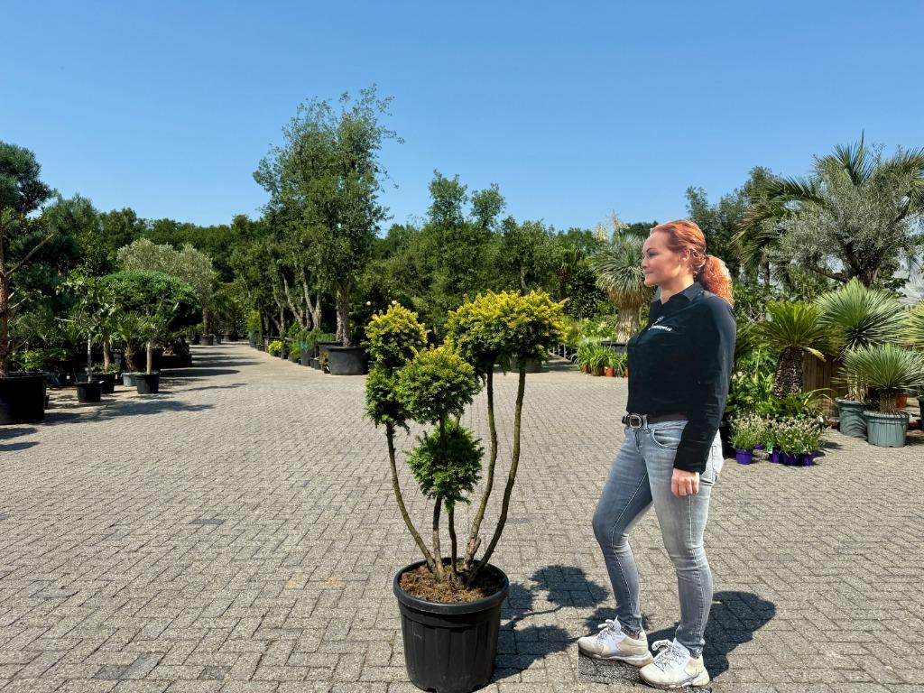 Taxus baccata Semperaurea tuinbonsai / pon pon te koop!!, Tuin en Terras, Planten | Bomen, Overige soorten, Minder dan 100 cm