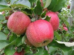 APPELBOMEN, Ophalen, Lente, Volle zon, Appelboom