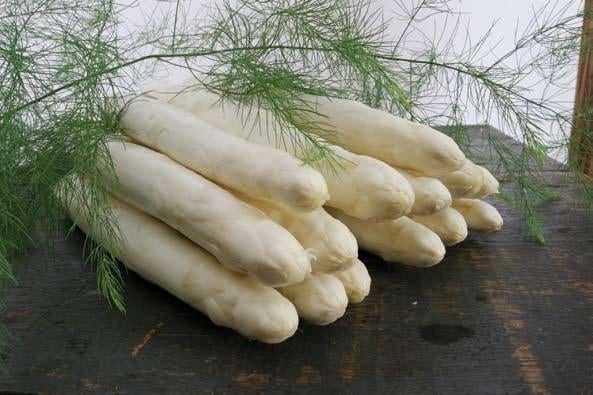Aspergeplanten rechtstreeks van de kweker., Ophalen of Verzenden, Nieuw, Kweekbak