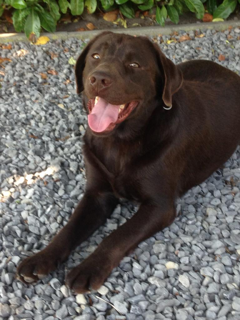 Staat ter dekking mooie  bruine  labrador met stambom, Reu, Labrador retriever, Parvo, Meerdere