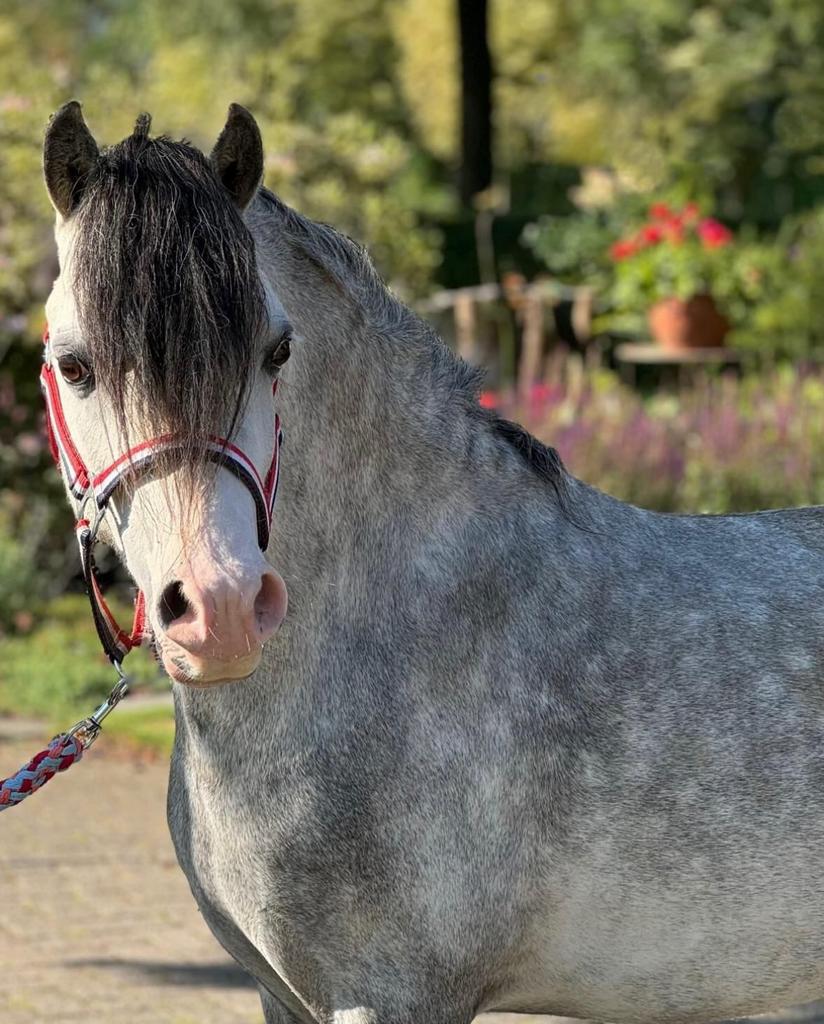 Gezocht betuigde welsh ruin/hengst, Hengst, A pony (tot 1.17m), Recreatiepony, 0 tot 2 jaar