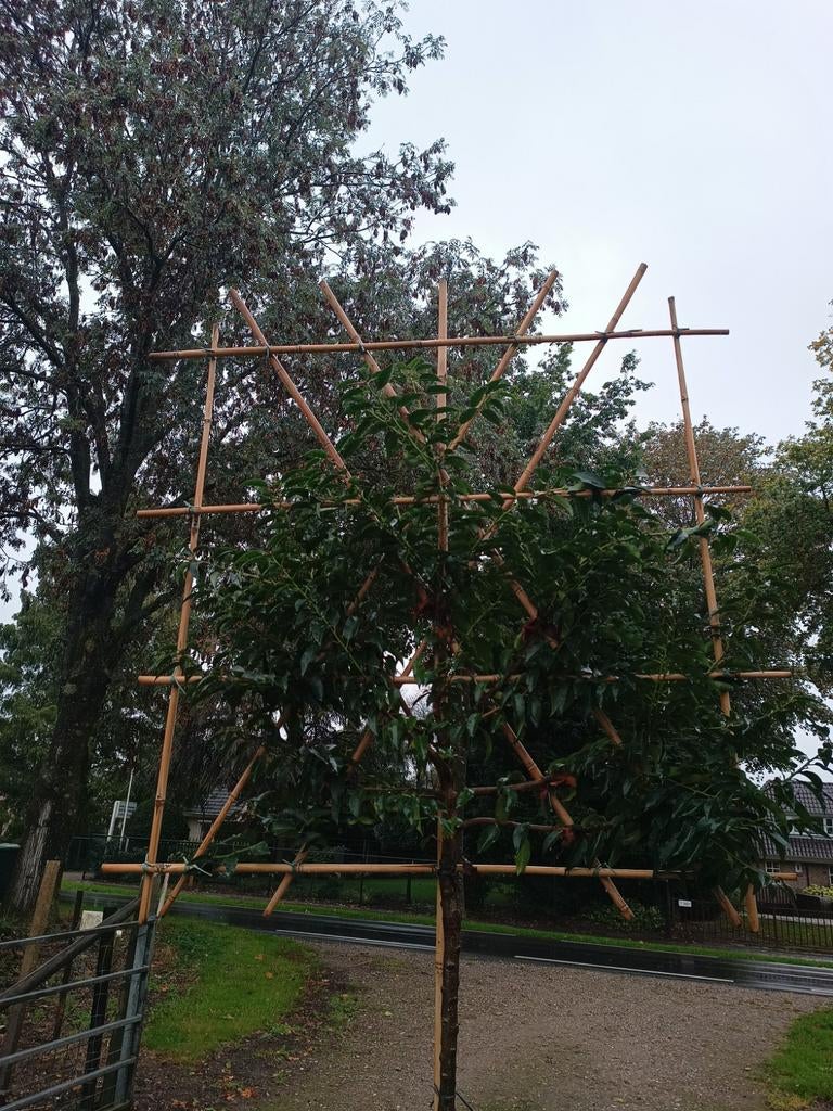 Portugese laurier | Prunus lusitanica angustifolia, Tuin en Terras, Ophalen of Verzenden, In pot, Halfschaduw, 100 tot 250 cm