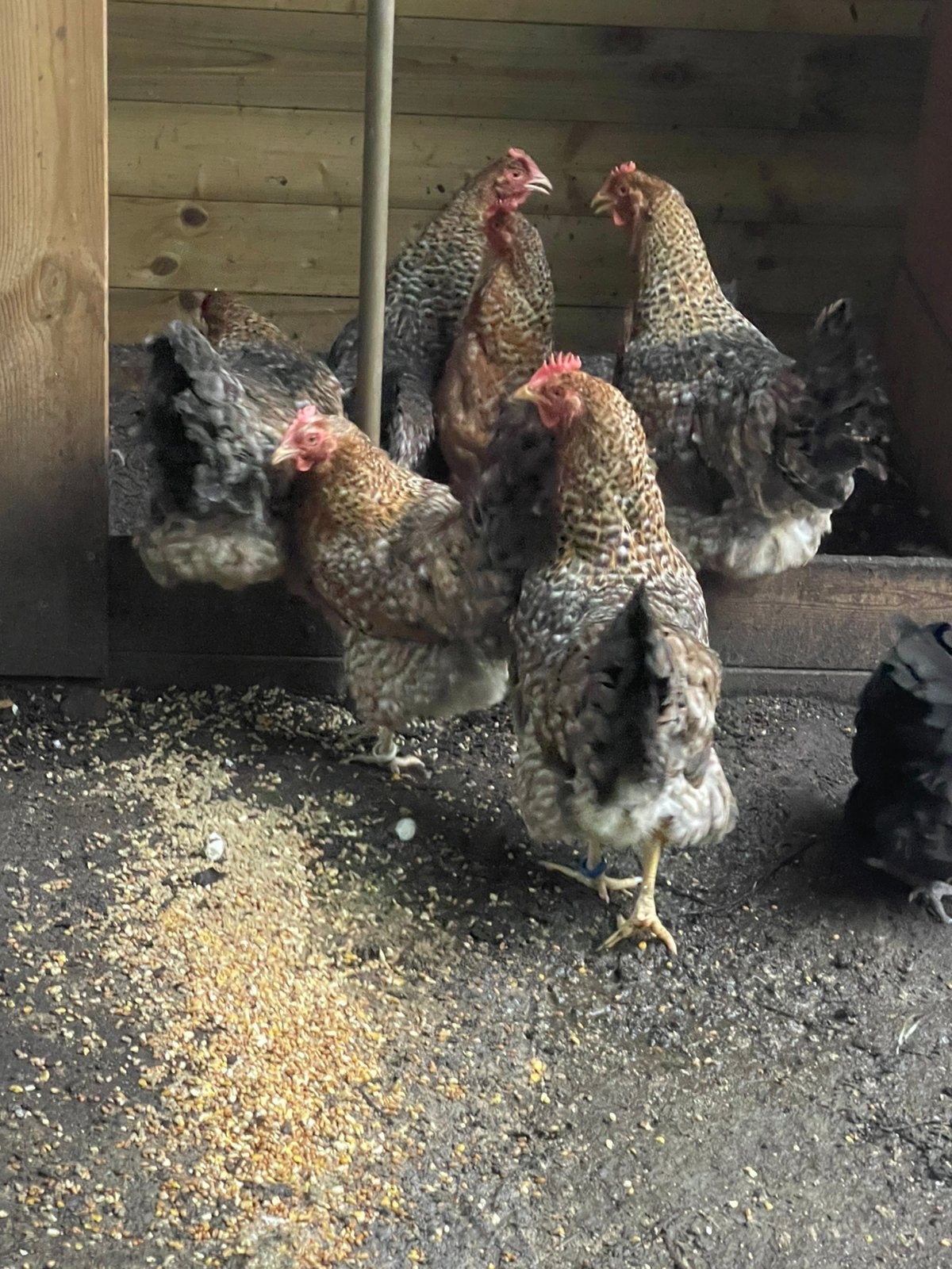 Grote Bielefelder fokhennen van 1 jaar oud, Dieren en Toebehoren, Vrouwelijk, Kip
