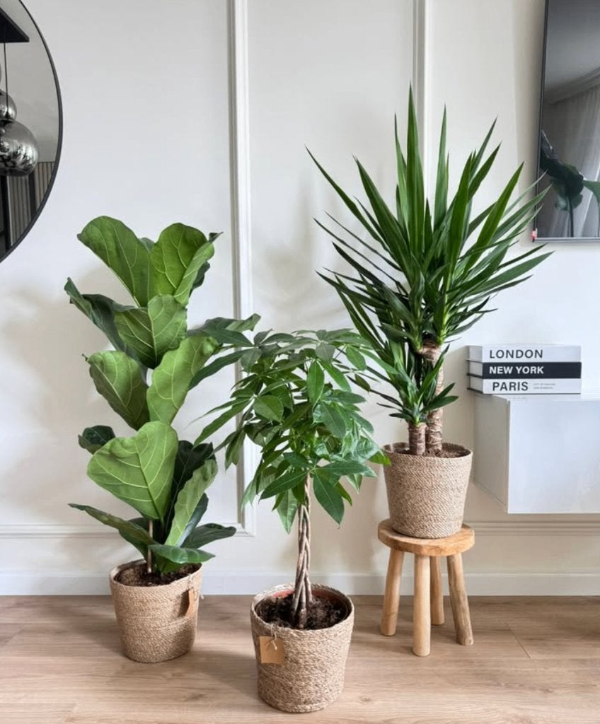 3 for 120-Ficus Lyrata, Pachira (Money tree) & Yucca, Ficus, In pot, Minder dan 100 cm, Halfschaduw