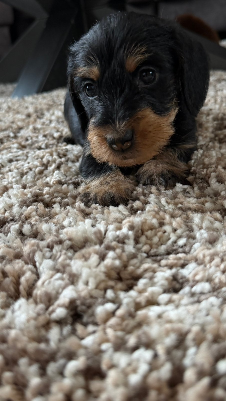 Te koop black and tan ruwharige dwergteckel pups, 8 tot 15 weken, Dwerg, Meerdere, Meerdere dieren