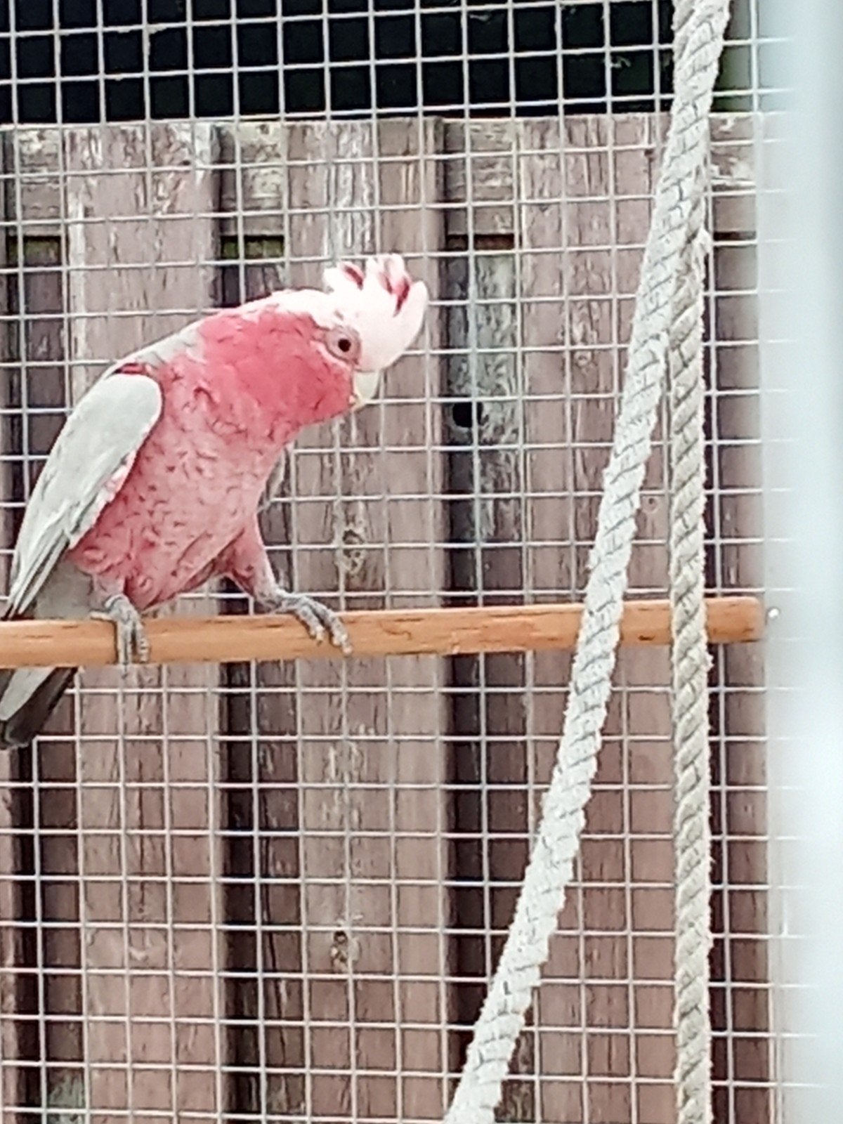 rose kakatoe nan niet tam, Mannelijk, Papegaai, Geringd