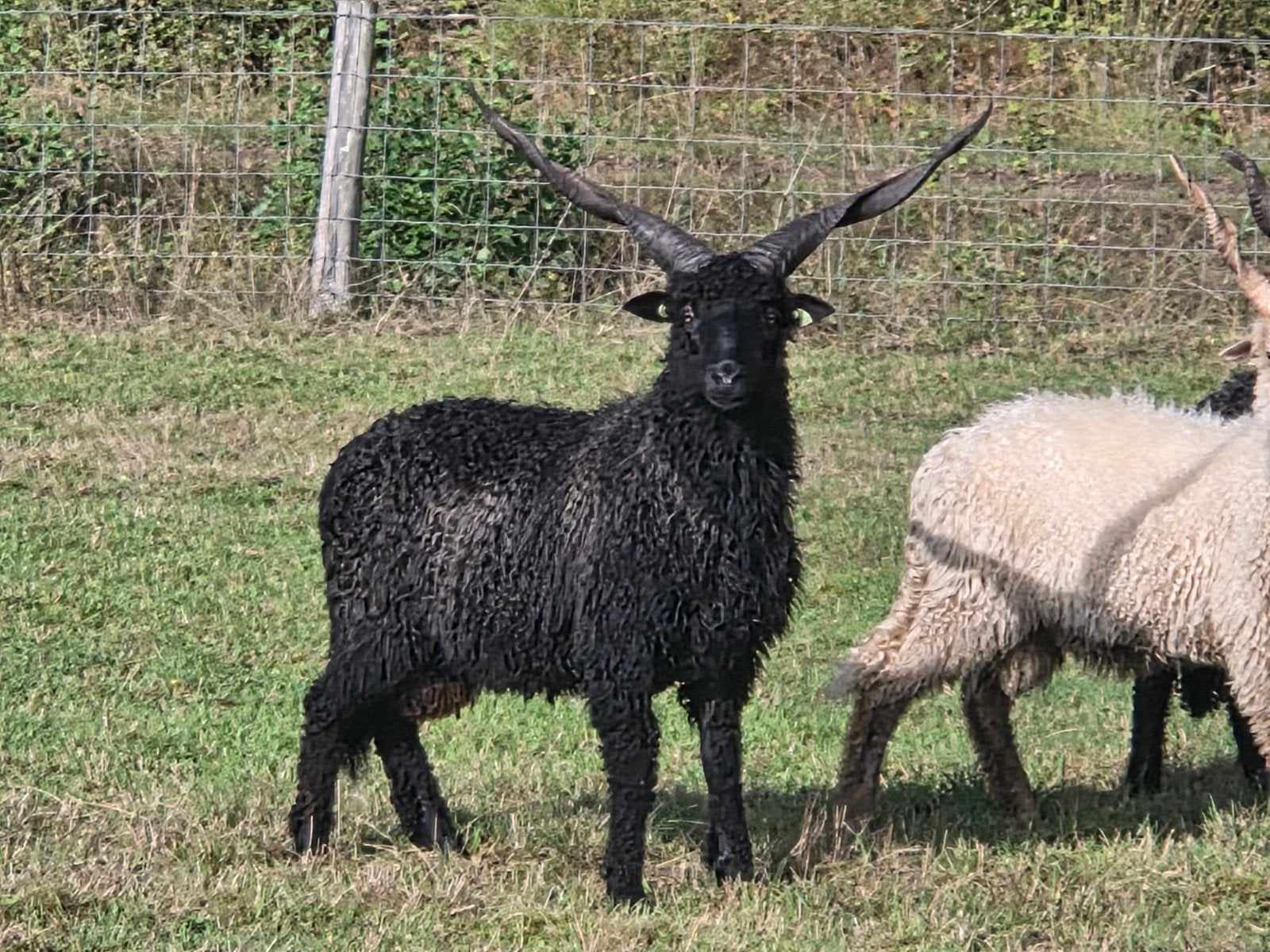 racka dekram, Mannelijk, Schaap