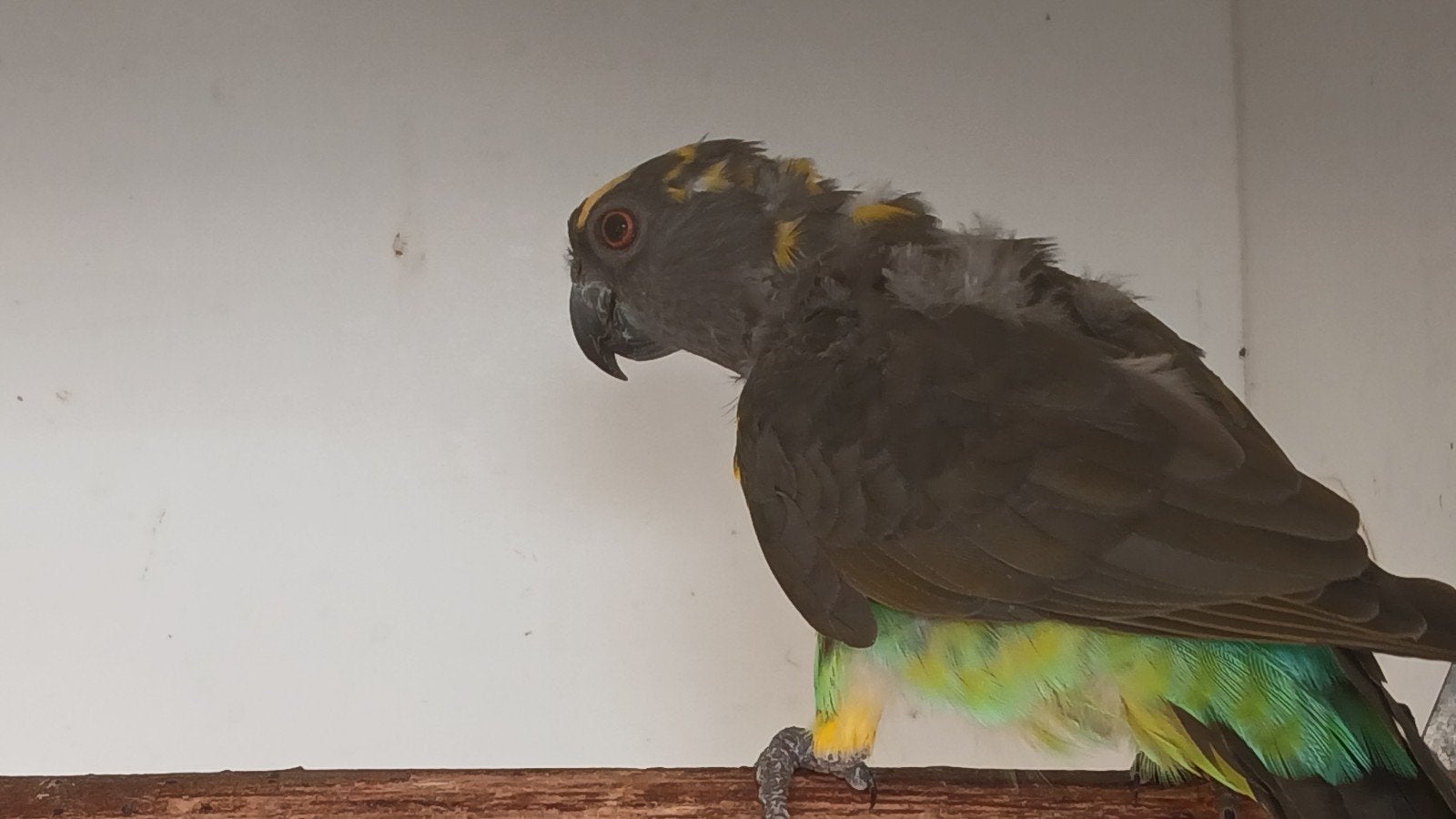 meyer papagaai man, Dieren en Toebehoren, Mannelijk, Papegaai