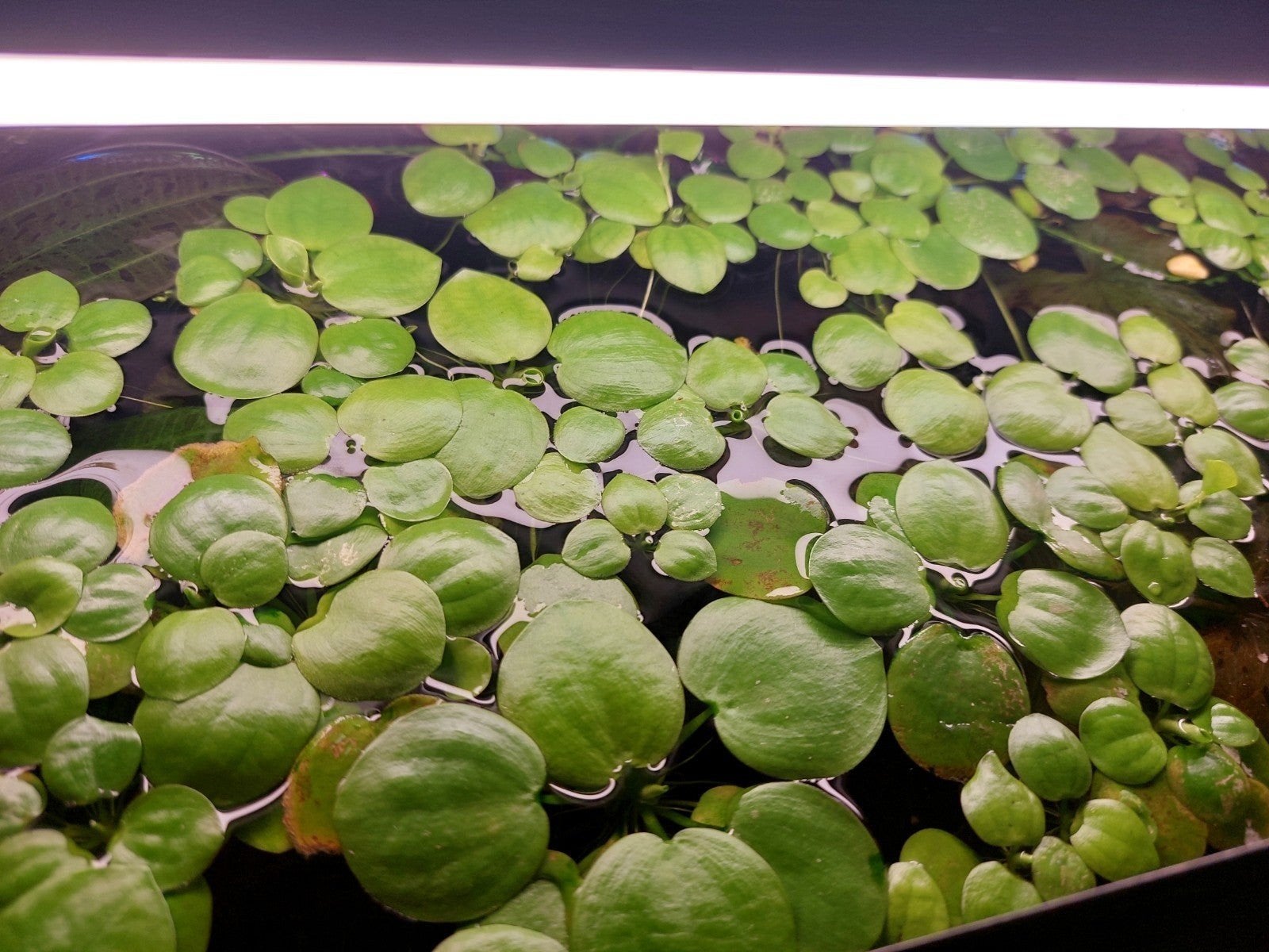 Kikkerbeet, mooie volle drijfplanten, Ophalen, Inclusief planten, Plant(en), Steen of Hout, Nieuw