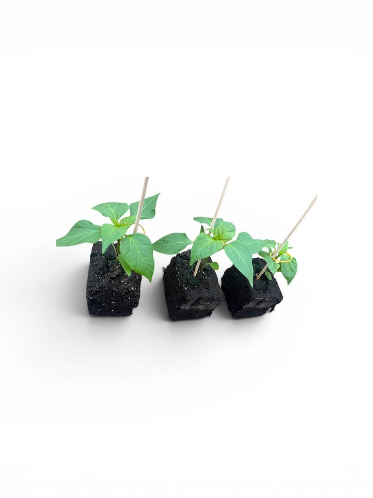 Biologische snack paprika groente plant, Ophalen, Eenjarig, Groenteplanten, Volle zon