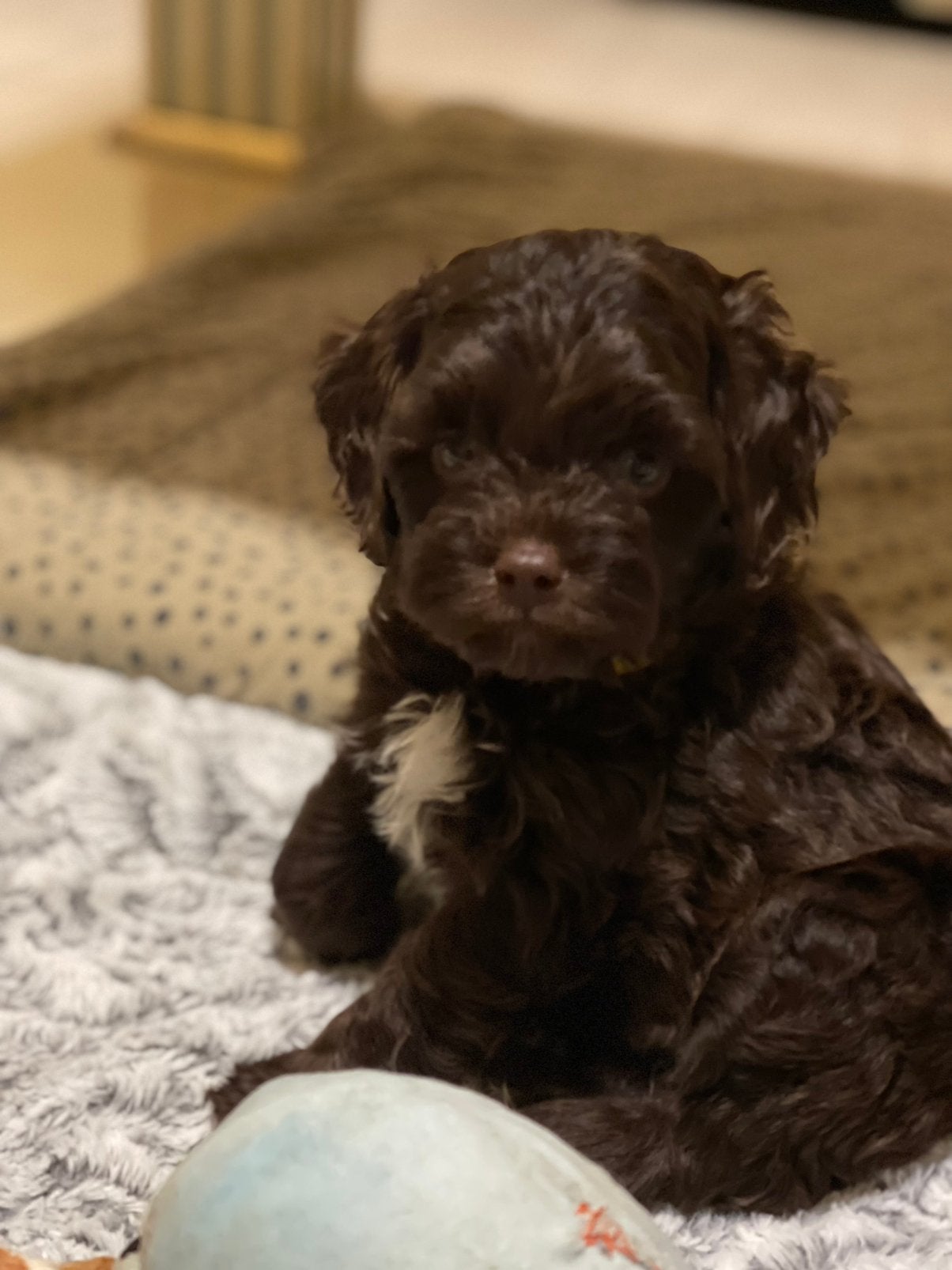 Boomer pups, Parvo, Overige rassen, 8 tot 15 weken, Meerdere