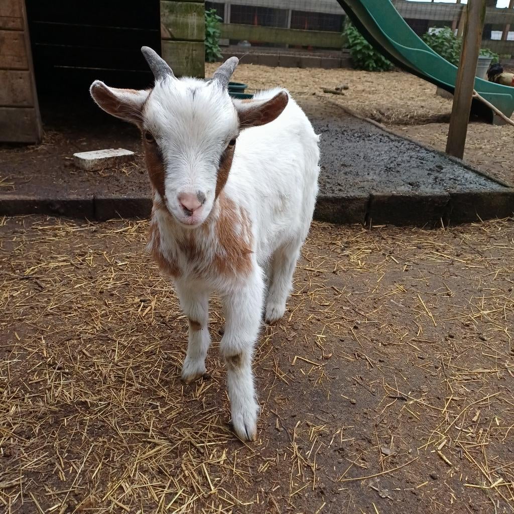 2 mooie bokjes, Dieren en Toebehoren, Schapen, Geiten en Varkens, Geit, Mannelijk