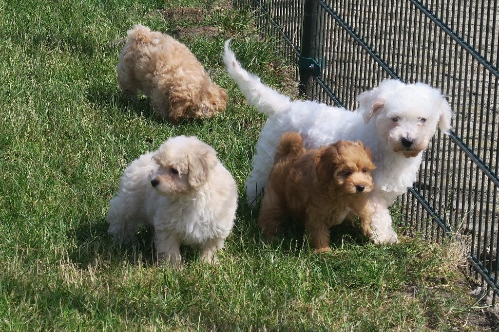 Leuke Kleine Maltipoo pups ( Maltezer x Toy Poedel ), Parvo, Maltezer, Nederland, 8 tot 15 weken