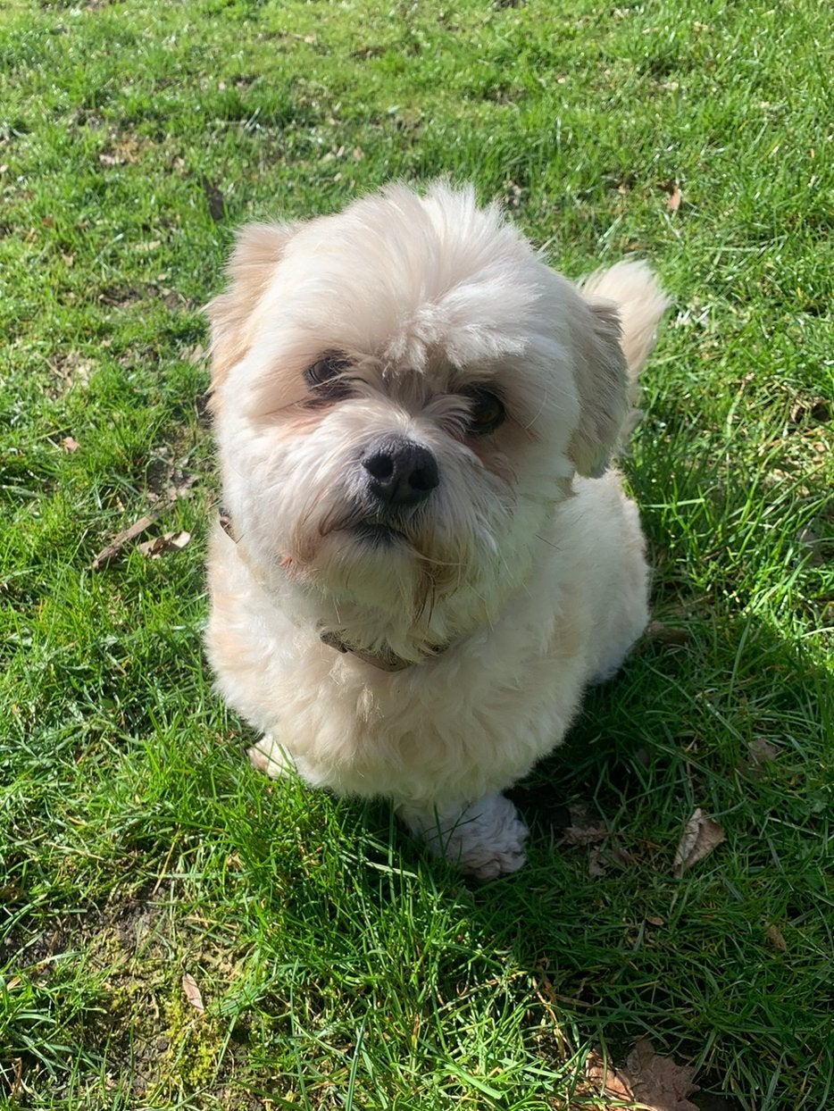 Lieve Lhasa Apso zoekt een gouden mandje, 6 jaar of ouder, Parvo, Eén hond, Nederland
