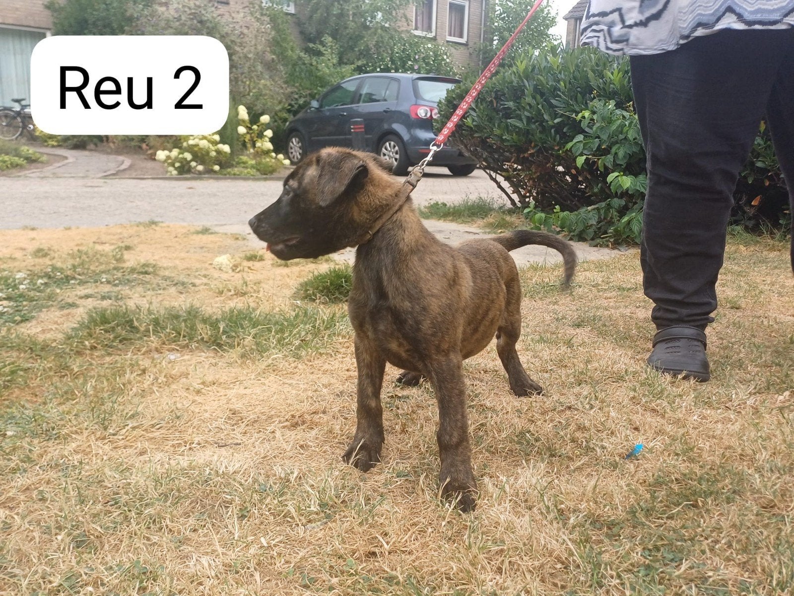 MECHELSE /HOLLANDSE HERDER PUPS, Parvo, 8 tot 15 weken, Meerdere, Meerdere dieren