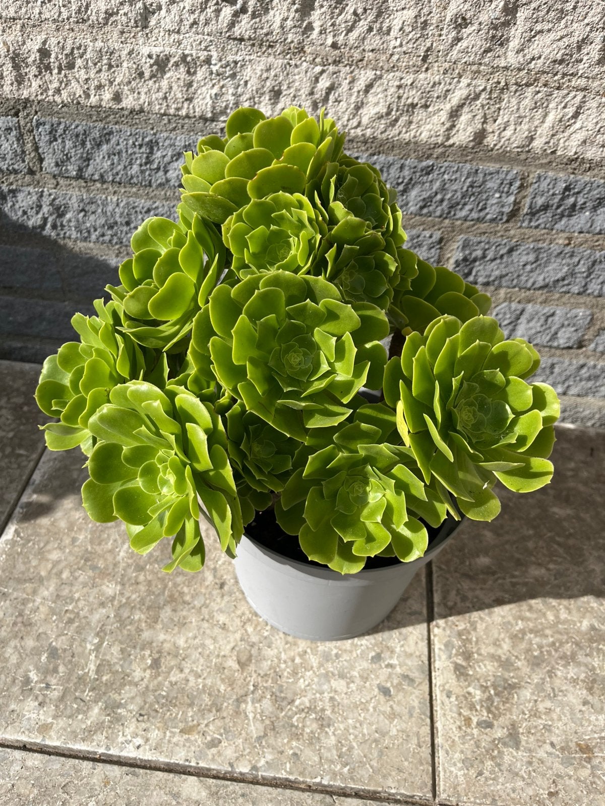 AEONIUM vetplant voor tuin of balkon, Volle zon, Vaste plant, Bloeit niet, Ophalen