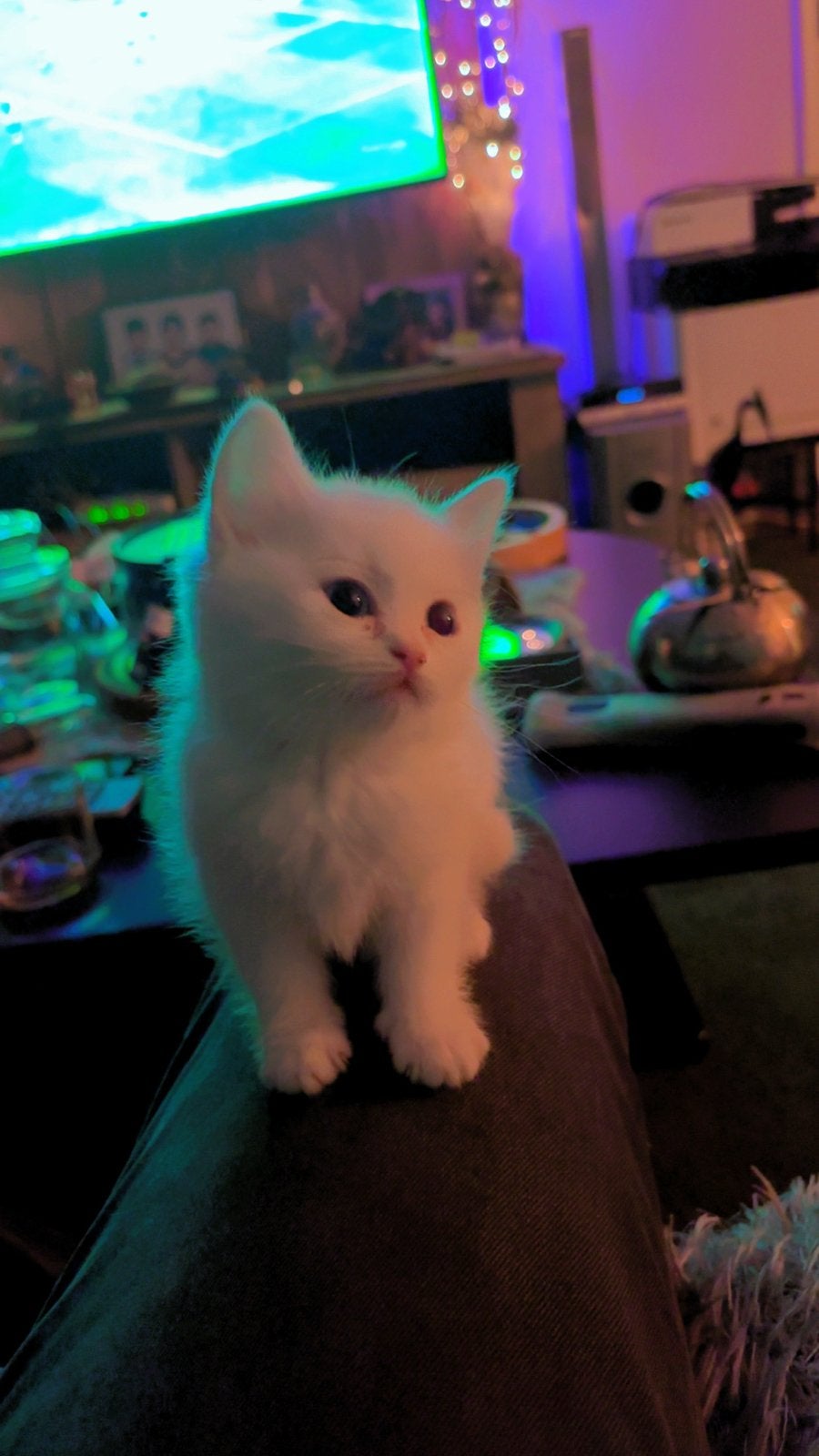 schattige Perzische katten