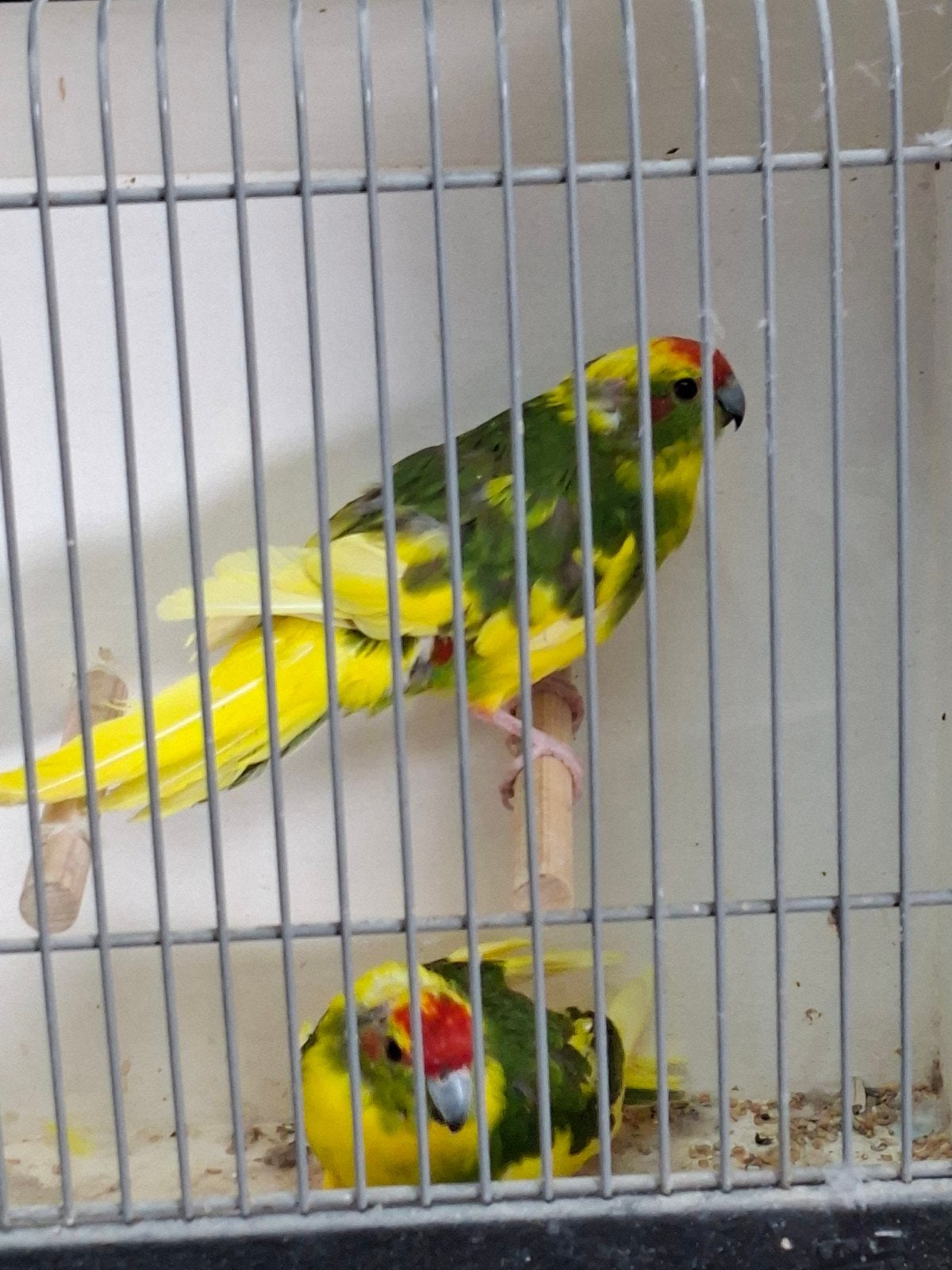 bewezen koppel kakerikie, Meerdere dieren, Parkiet