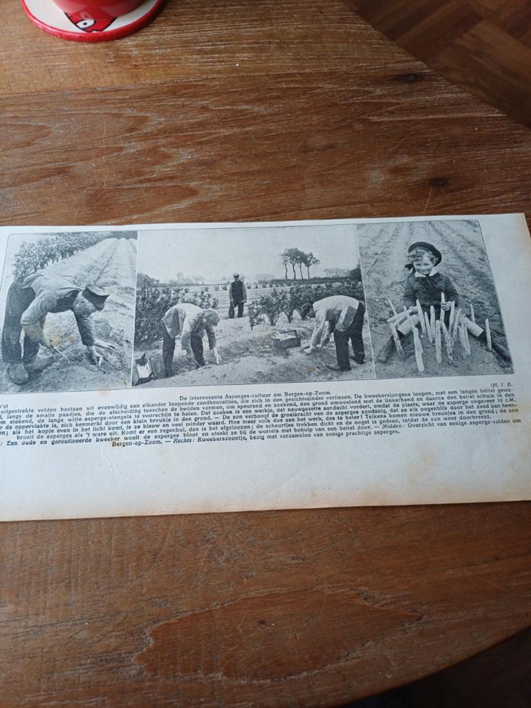Knipsel aspergeteelt Bergen op zoom 1915, Ophalen of Verzenden, Voor 1920, Knipsel(s)