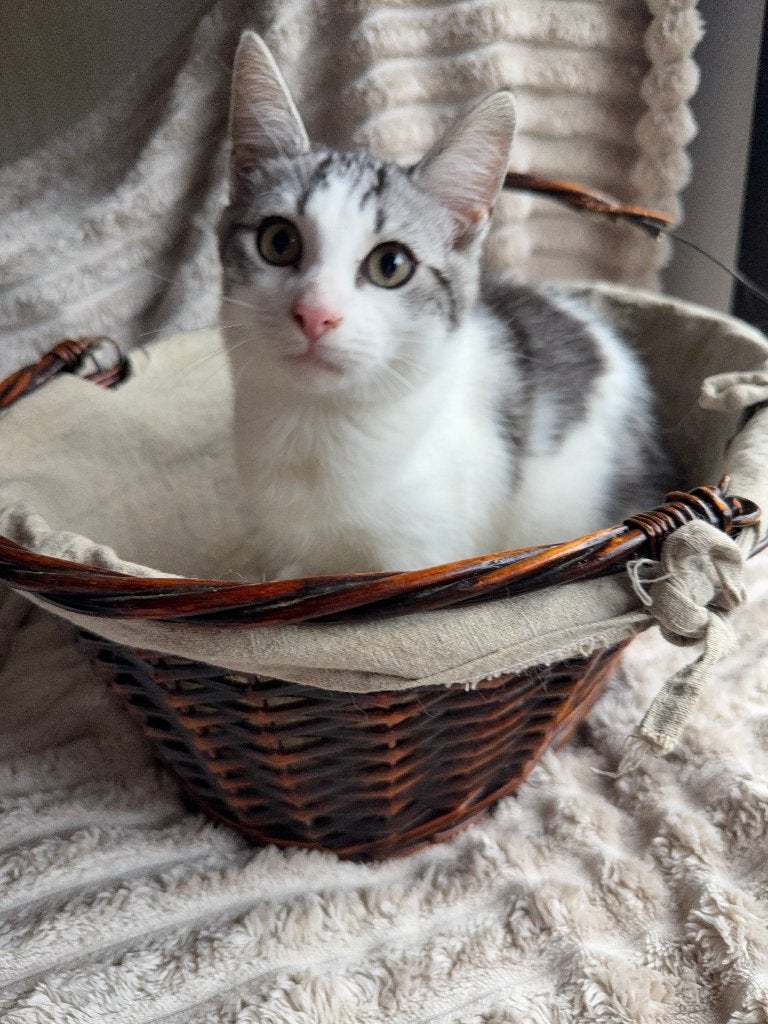 Pers x Europese Korthaar kittens, Meerdere dieren, Ontwormd, 0 tot 2 jaar